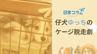 【日常コラム】仔犬ゆっちのケージ脱走劇
