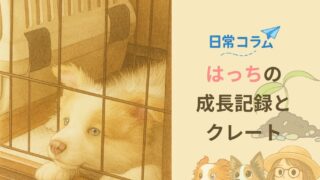 【日常コラム】はっちの成長記録とクレート