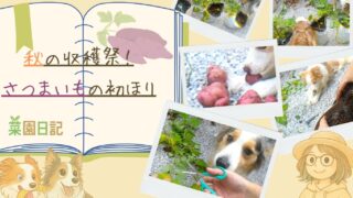 【菜園日記】秋の収穫祭!さつまいもの初ほり