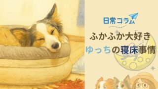 【日常コラム】ふかふか大好きゆっちの寝床事情