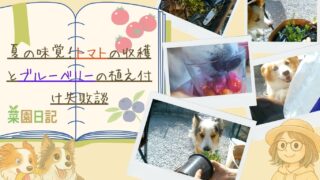 【菜園日記】夏の味覚!トマトの収穫とブルーベリーの植え付け失敗談