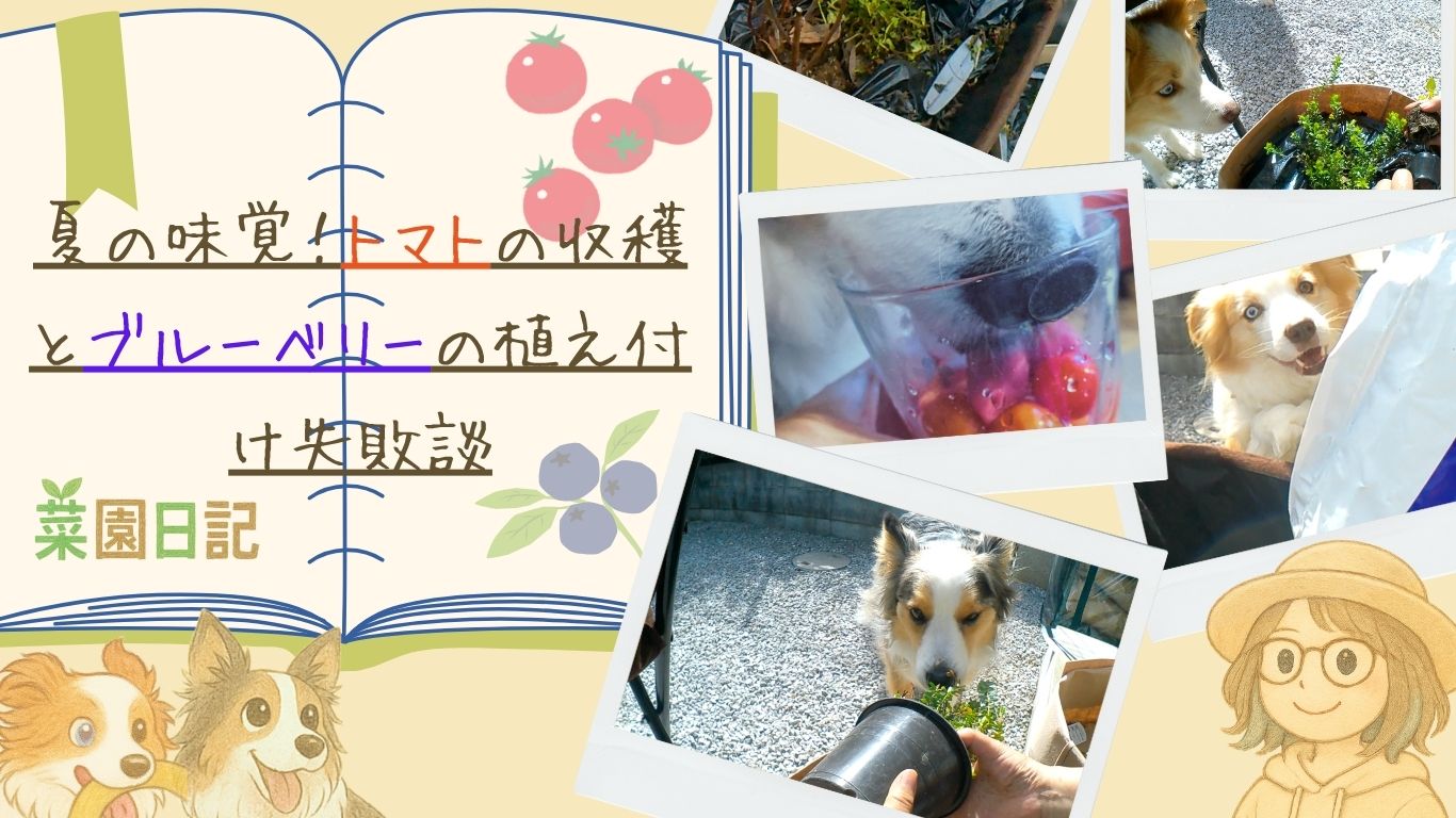 【菜園日記】夏の味覚！トマトの収穫とブルーベリーの植え付け失敗談