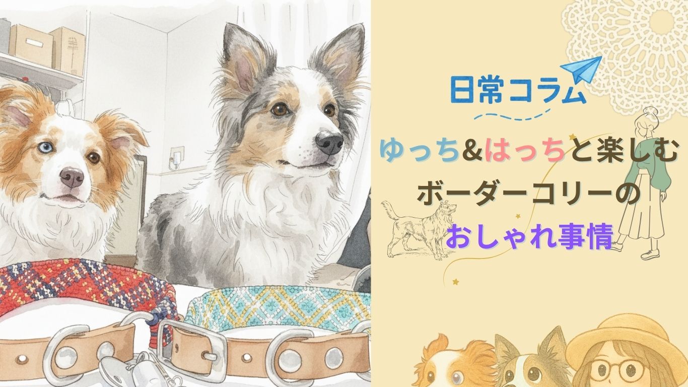 【日常コラム】ゆっち&はっちと楽しむボーダーコリーのおしゃれ事情