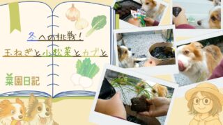 【菜園日記】冬への挑戦!玉ねぎと小松菜とカブと