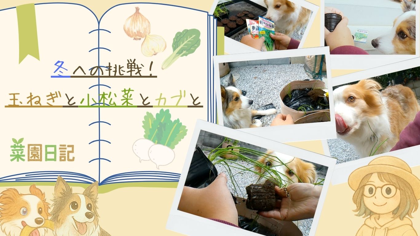 【菜園日記】冬への挑戦！玉ねぎと小松菜とカブと